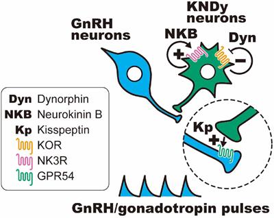 Opioidergic pathways and kisspeptin in the regulation of female reproduction in mammals